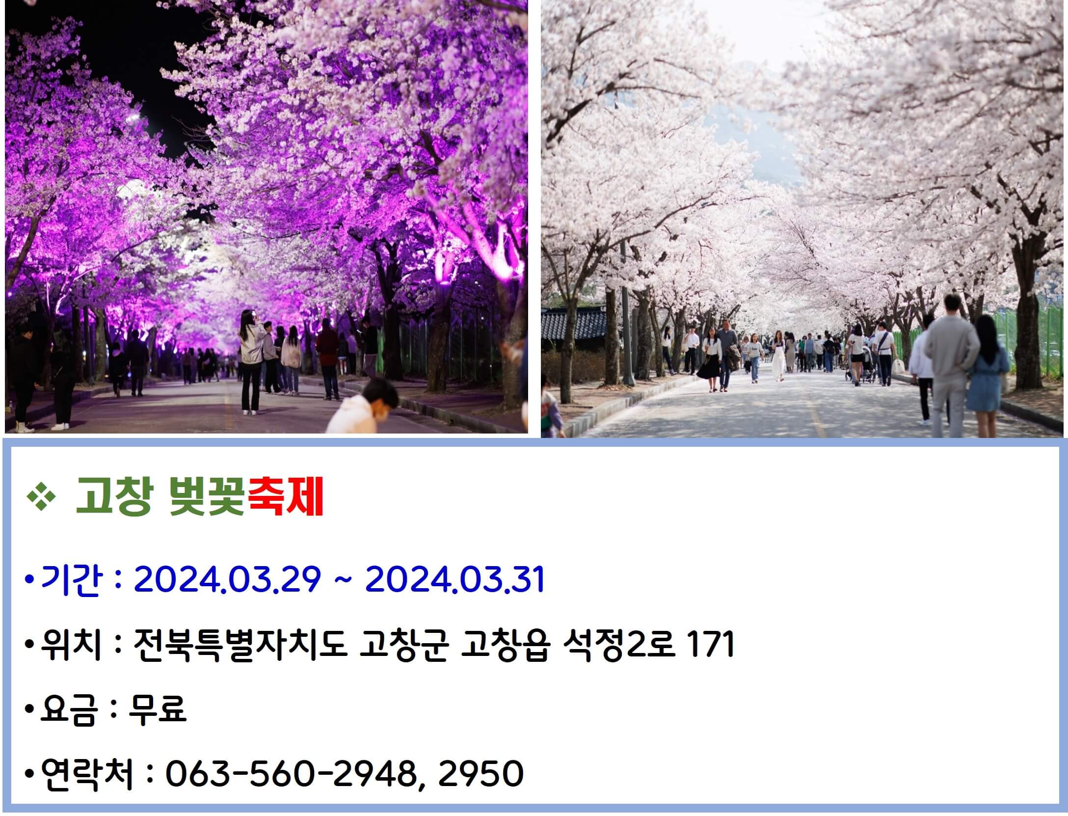 고창 벚꽃축제
