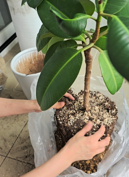 화분위의 오래된 흙들도 털어내줍니다.