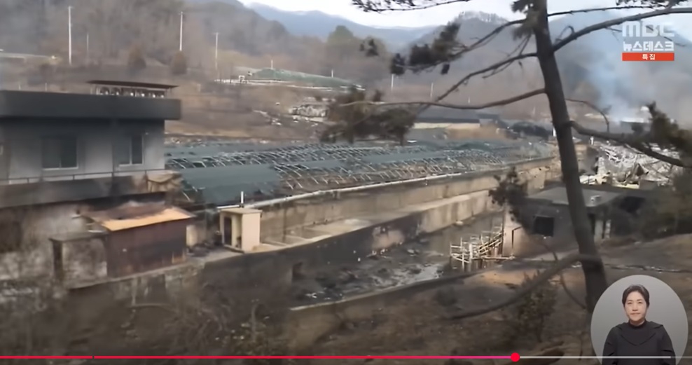 강풍으로 인한 대규모 산불 피해