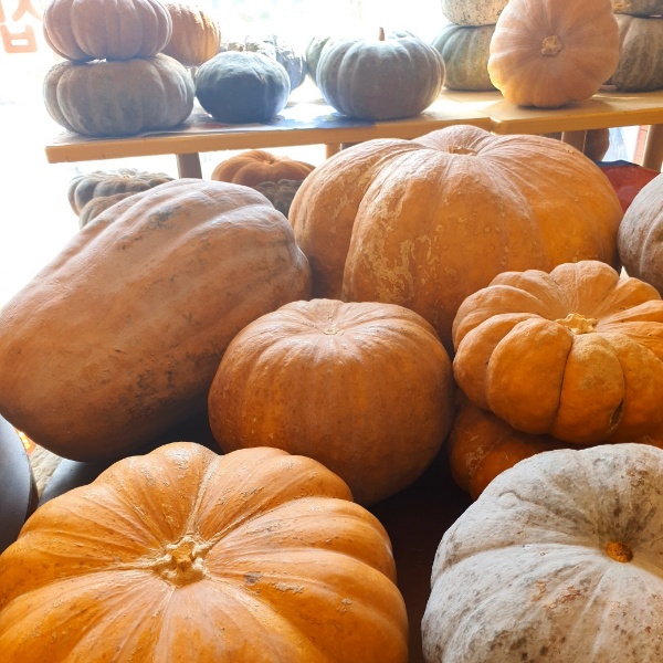 솔메기 늙은 호박