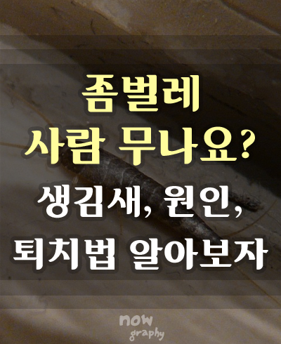 좀벌레