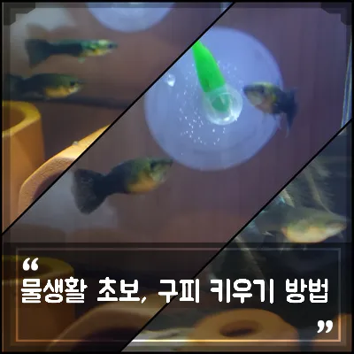 구피 키우기와 건강하게 번식시키는 팁_2