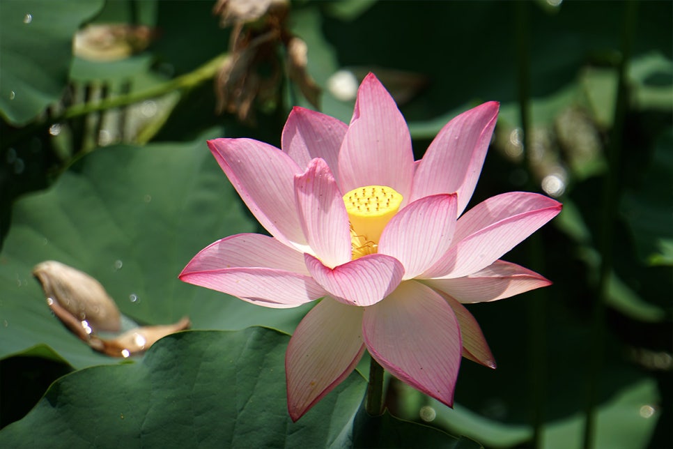 밀양연꽃단지