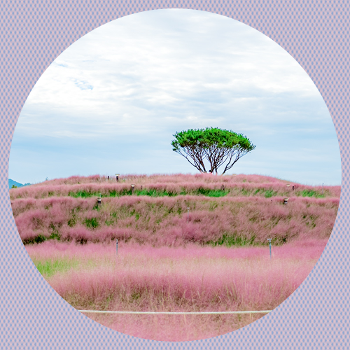 경남 합천 핑크뮬리 축제