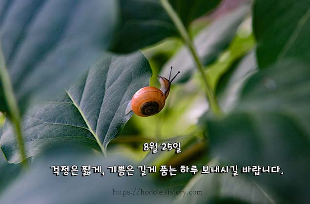 달팽이가 느리게 기어가면은