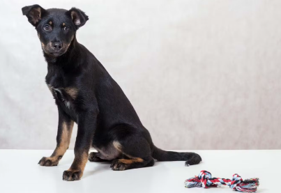 비듬이 있는 검은 개