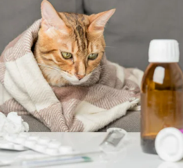 고양이 신부전 증상과 원인 놓치기 쉬운 신호들 총정리