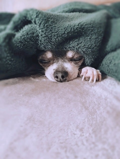 담요-속에서-자는-강아지