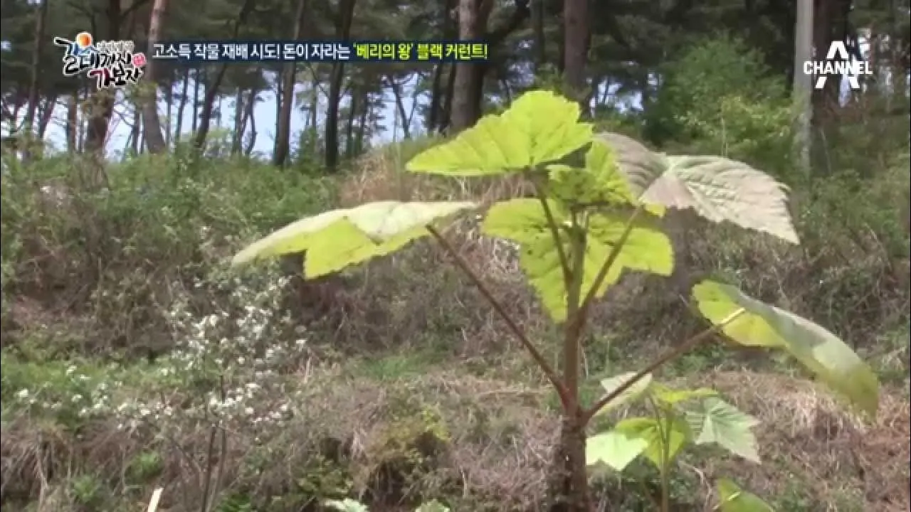 블랙커런트 재배 전정 관리 통풍 확보 병해 줄이기_4