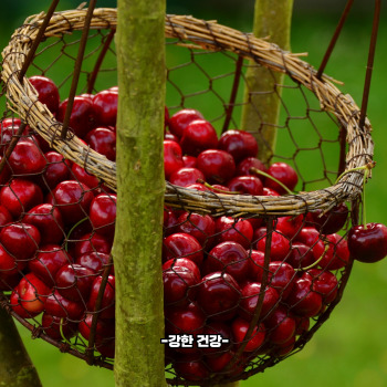 통풍에 좋은 음식