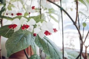 실내식물 여름철 관리 고온다습 통풍확보 물주기시간대 환기방법_10
