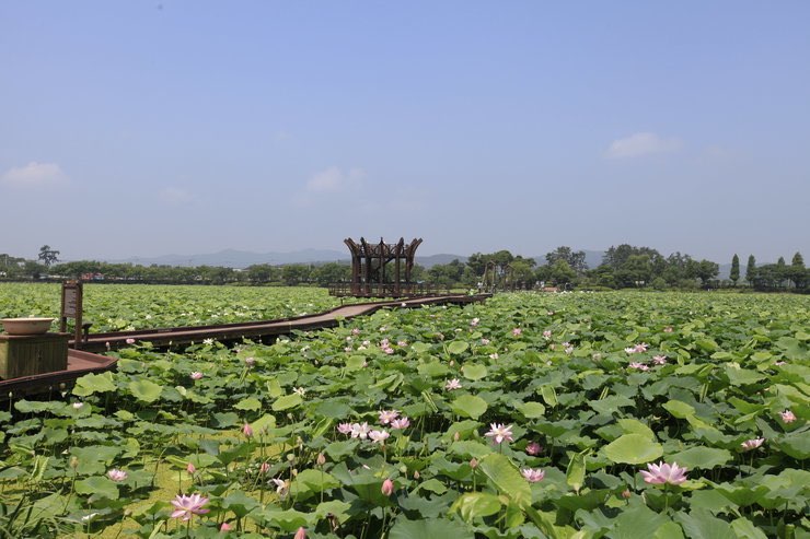 무안 연꽃축제