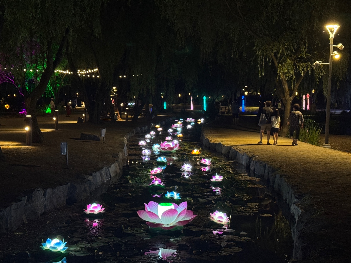 궁남지 연꽃 야경