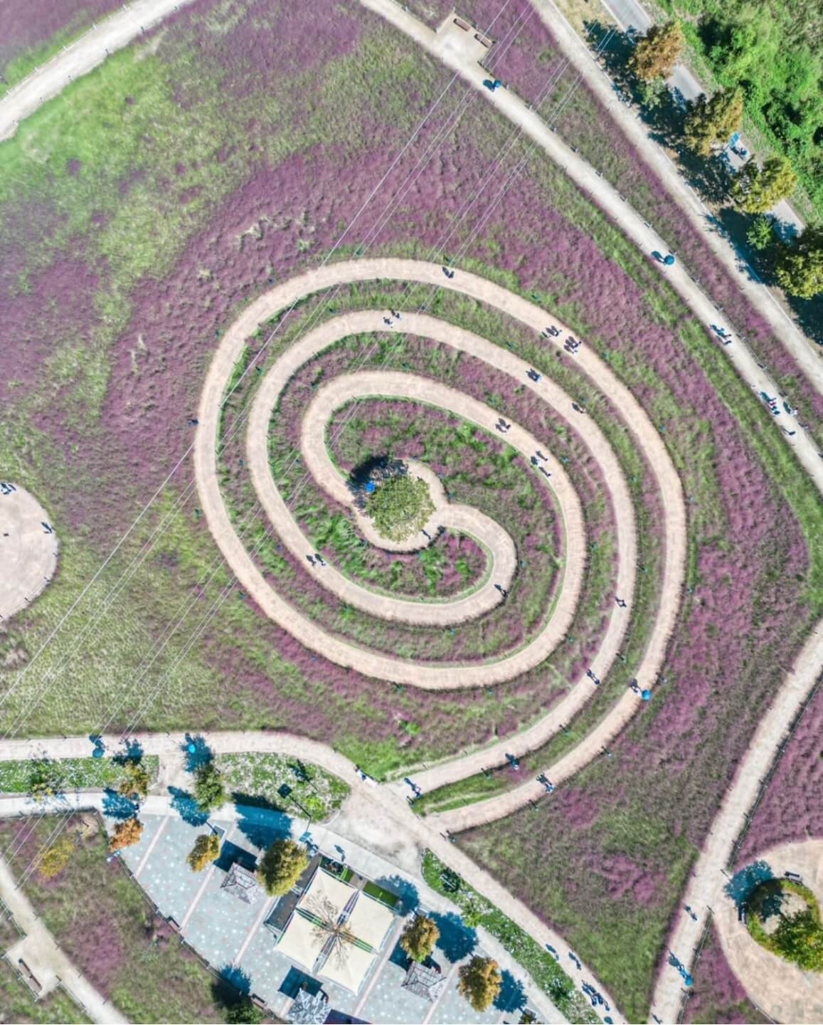 신소양 체육공원의 핑크뮬리