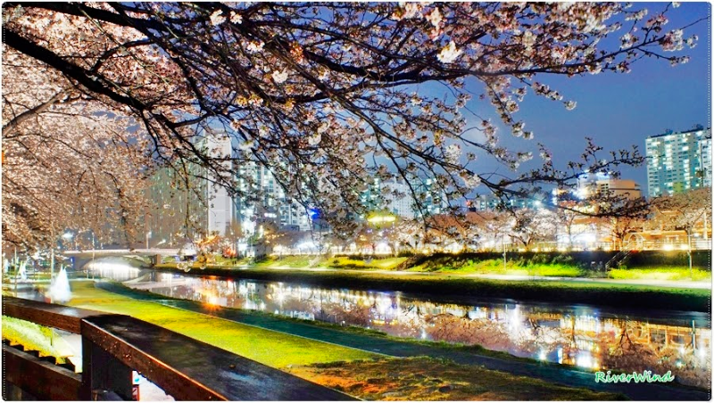 온천 밤벚꽃