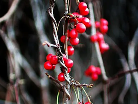 오미자 콜레스테롤 조절