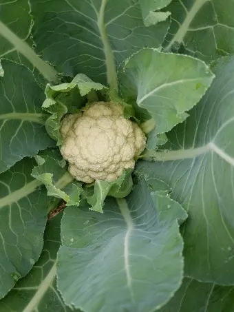 컬리플라워 재배 정식 후 관수 방풍 대책 영양 관리_13