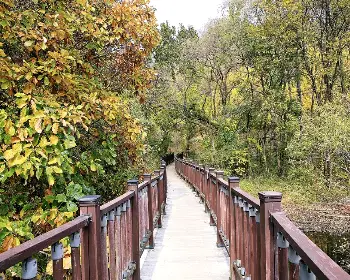 문광저수지 은행나무길_11