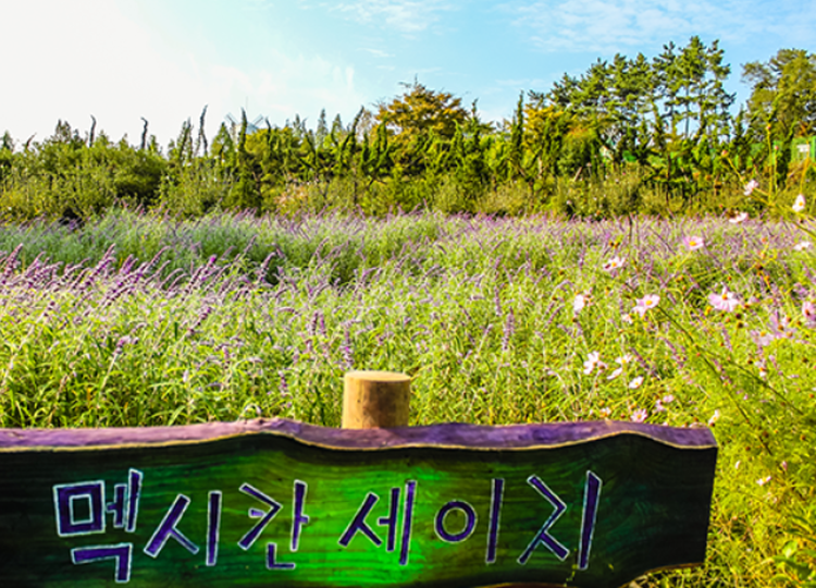 팜카밀레 허브농원