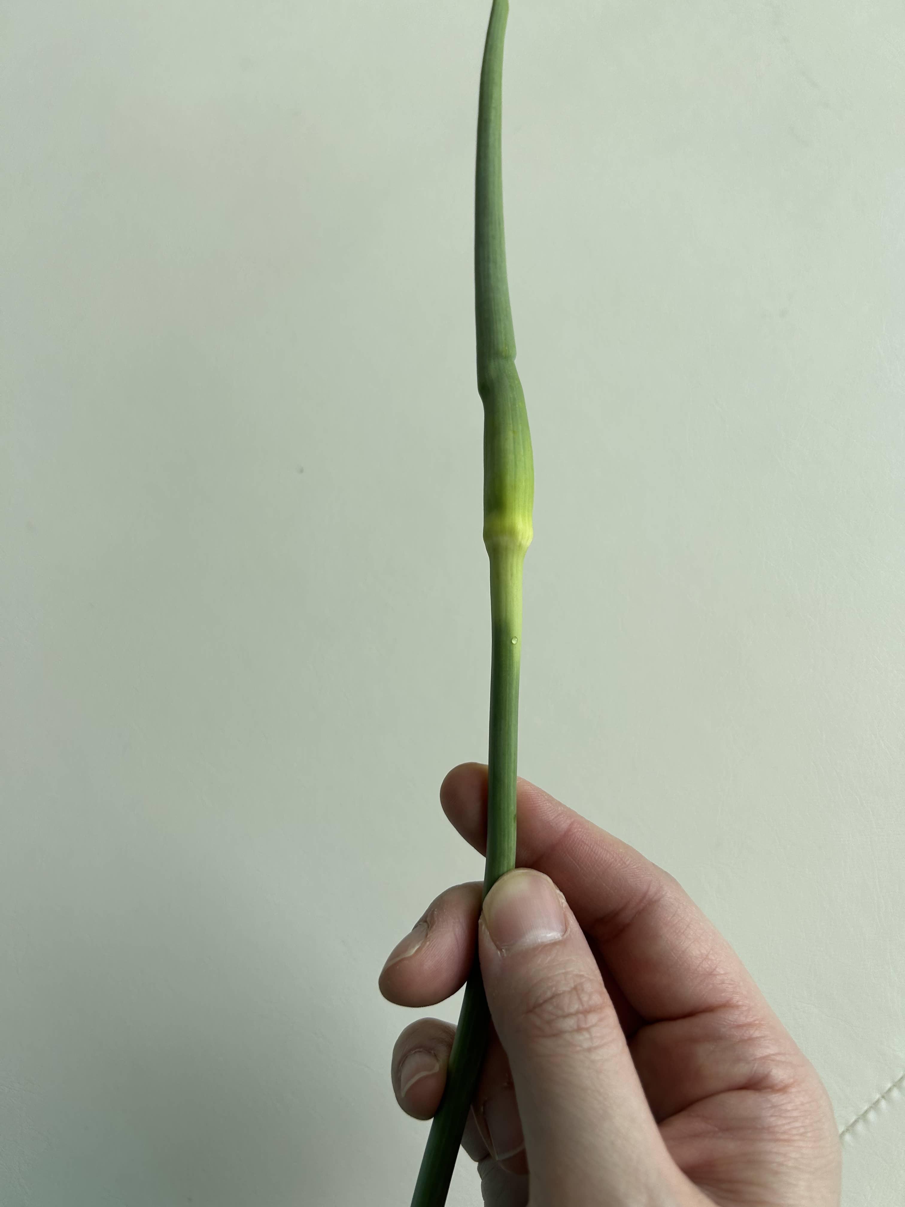 마늘쫑 효능&#44; 마늘쫑 먹는 법&#44; 마늘쫑 부작용