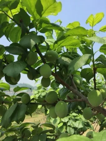 매실 수확시기 중부지방 남부지방 광양 지역별 정리_11