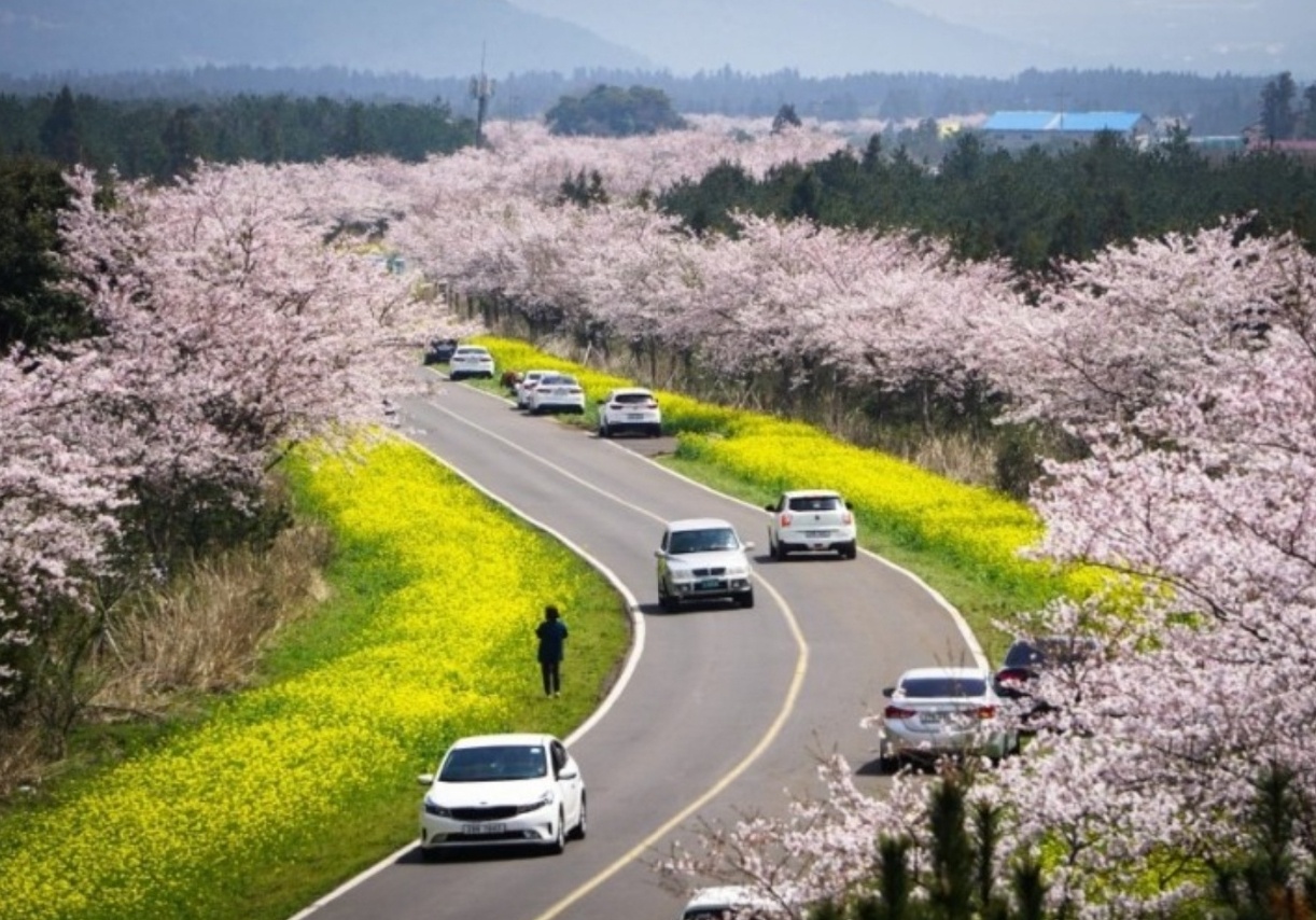 녹산로 유채꽃 도로 이미지
