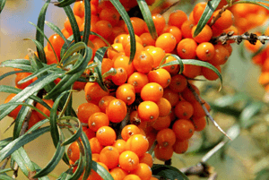 비타민 나무 효능03