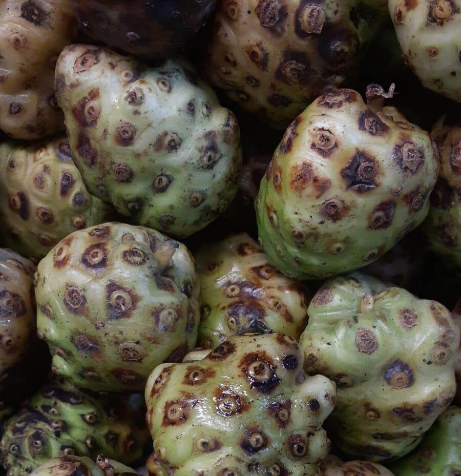 노니 효능 부작용 분말 복용법 54