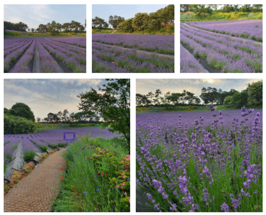 6월 축제 가볼만한 곳 (꽃축제)