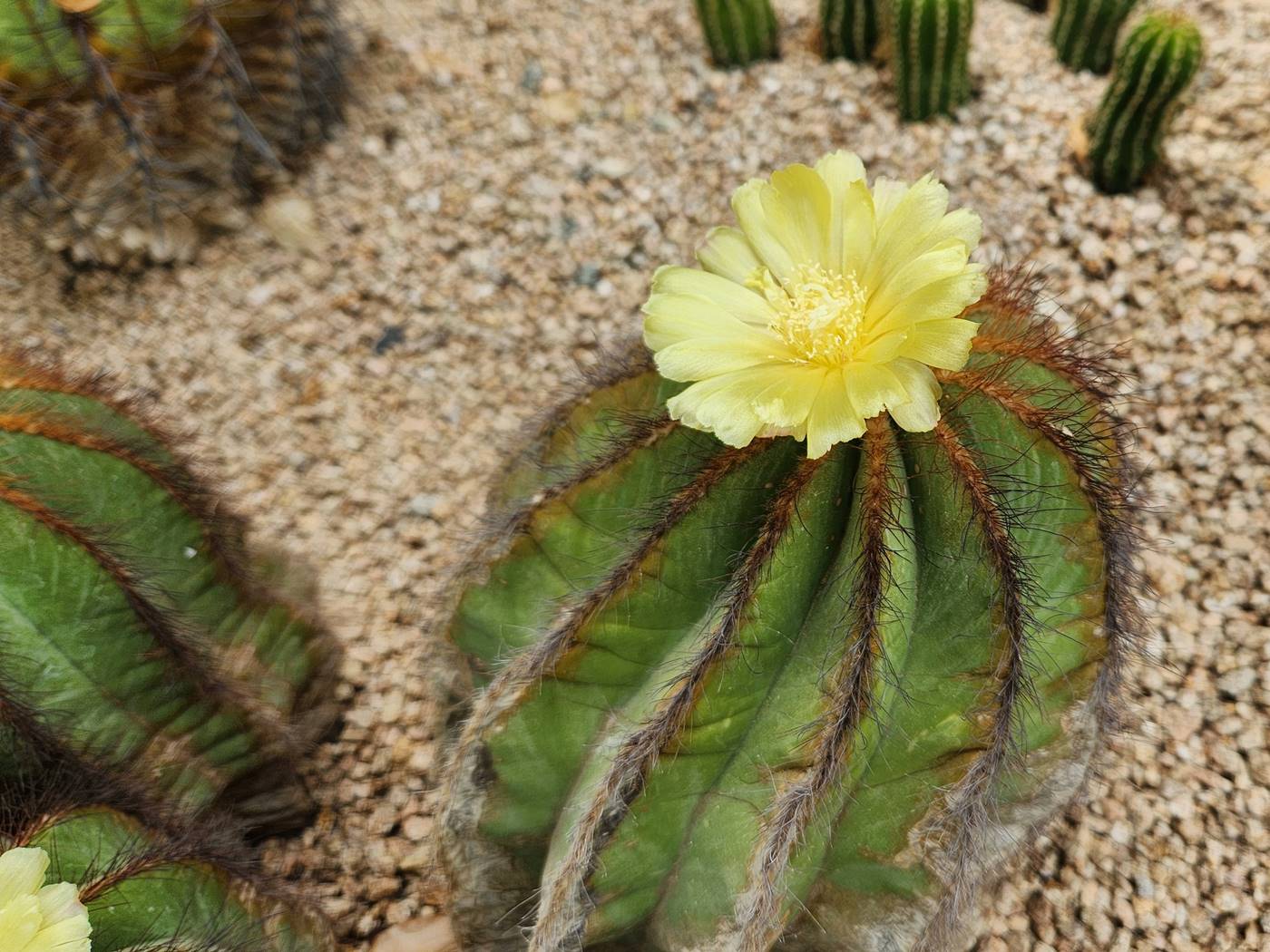 파로디아 마그니피카(수박선인장)