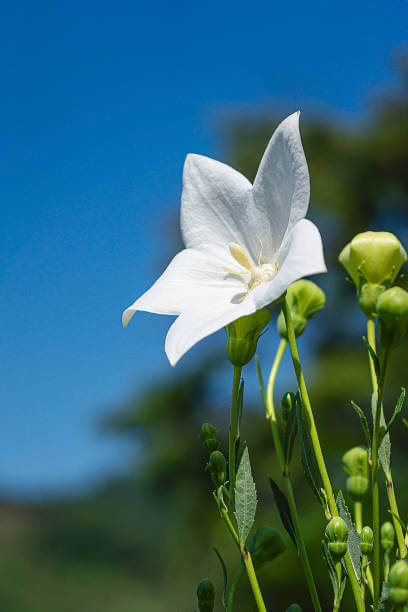 하얀색의-예쁜-도라지-꽃