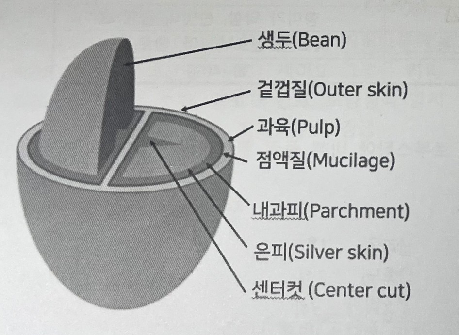 커피체리구조