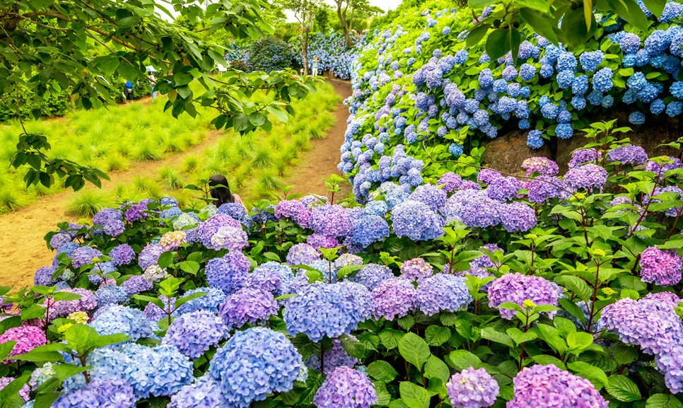 제주 마노르블랑 수국축제
