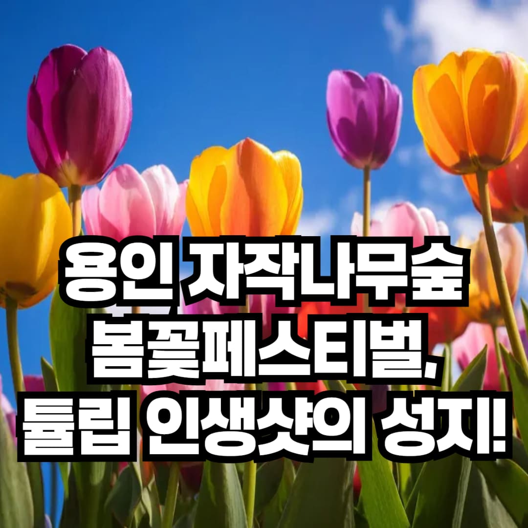 용인 자작나무숲 봄꽃페스티벌, 주말 나들이 추천!