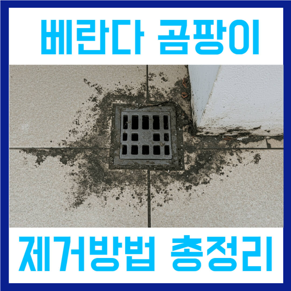 베란다 곰팡이 제거법 총정리 사진 1
