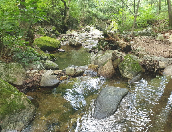 물맑고 숲 깊은 중미산계곡, 아이들과 함께하기 좋은 여름 피서지