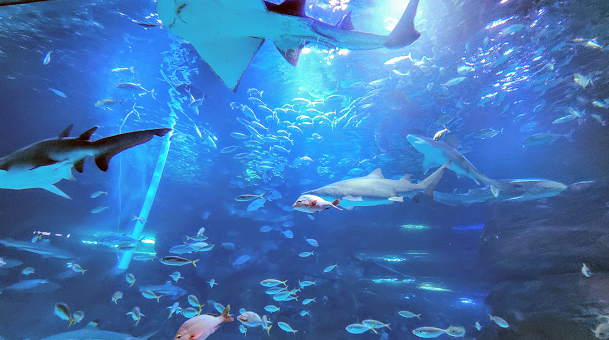 광교 아쿠아플라넷 3살 막둥이와 다녀 왔어요 ^^