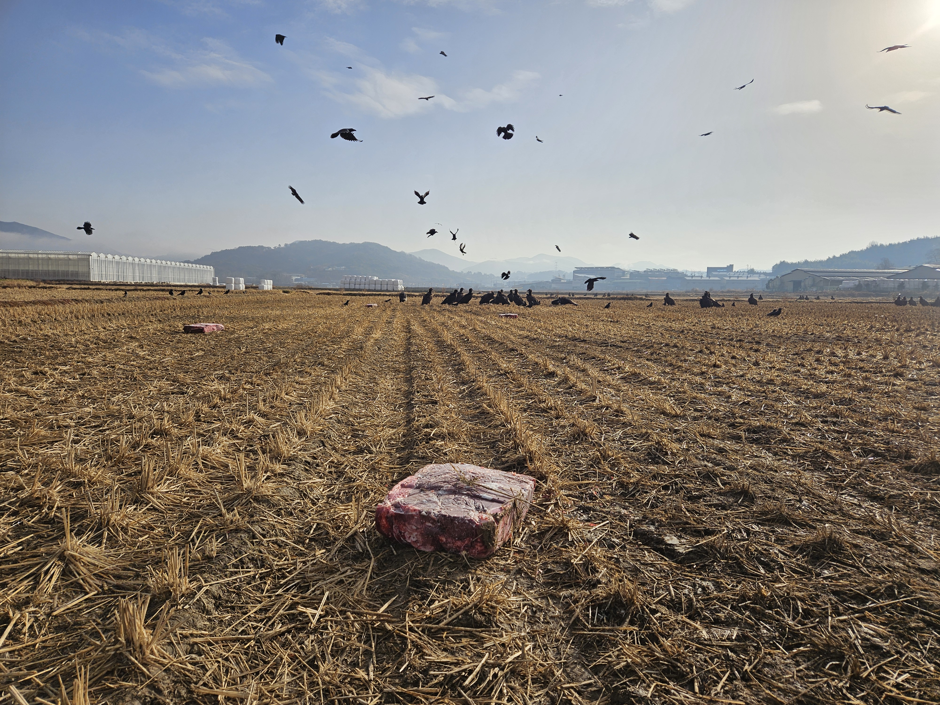 올네이션스목자의기도원-화포천 독수리 식당