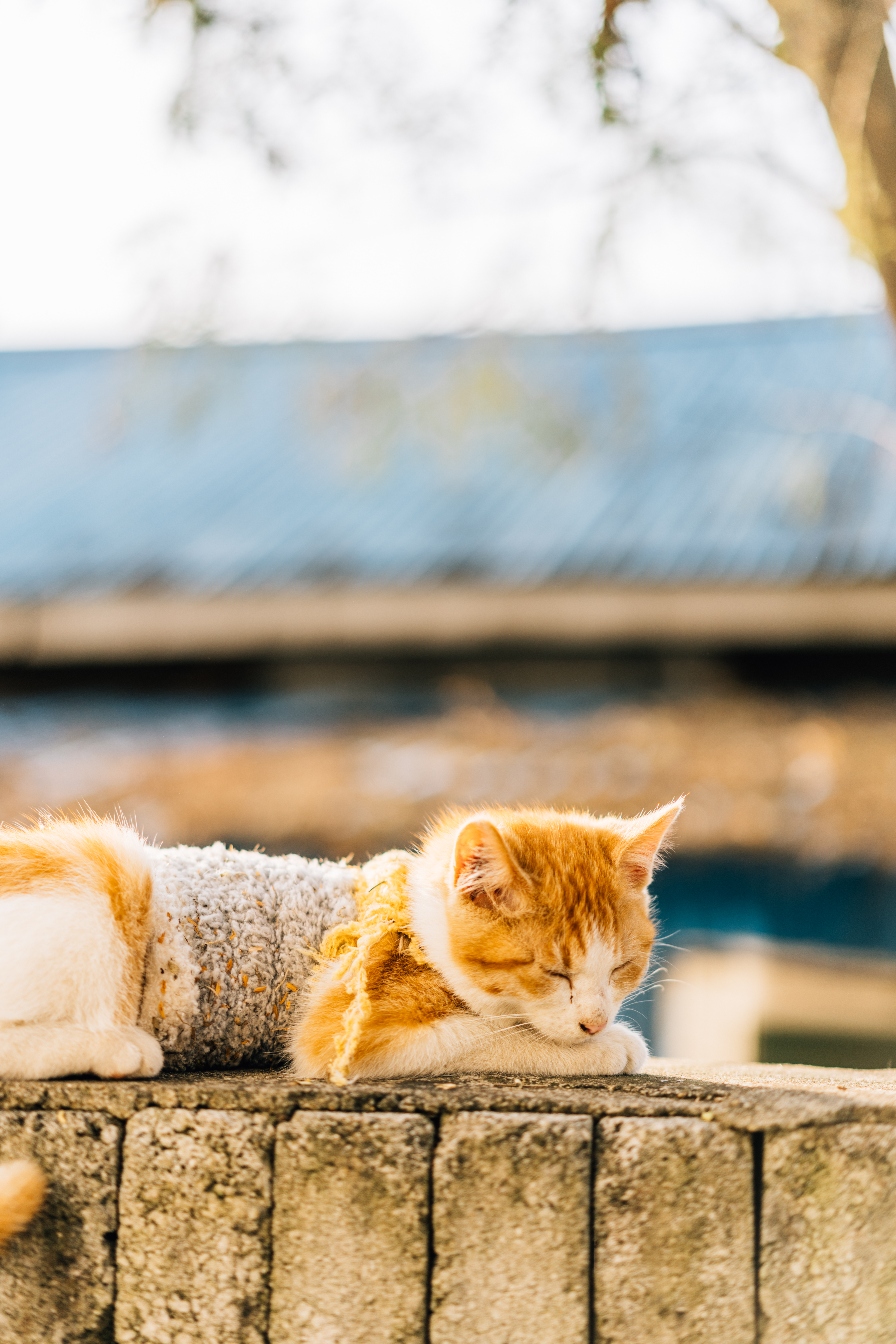 담장 위 길고양이 길냥이 사진