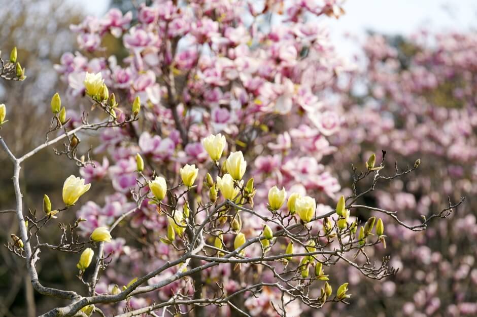 3. 천리포수목원 목련축제 (Chunripo Arboretum Royal Azalea Festival)2