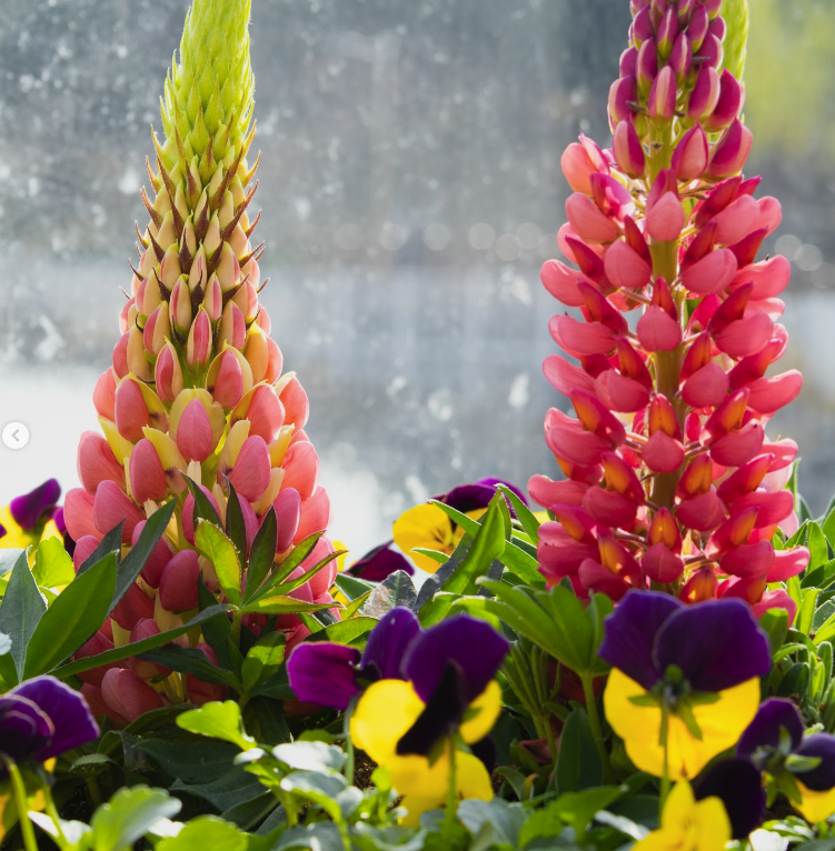 용인 자작나무숲 봄꽃 축제