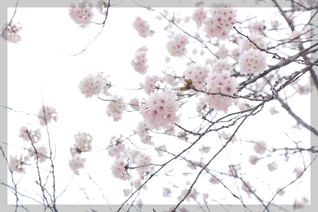벚꽃-가지