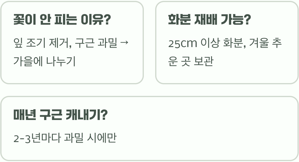 여름 정원의 주인공 참나리, 실패 없이 구근 심는 시기와 올바른 방법 A to Z