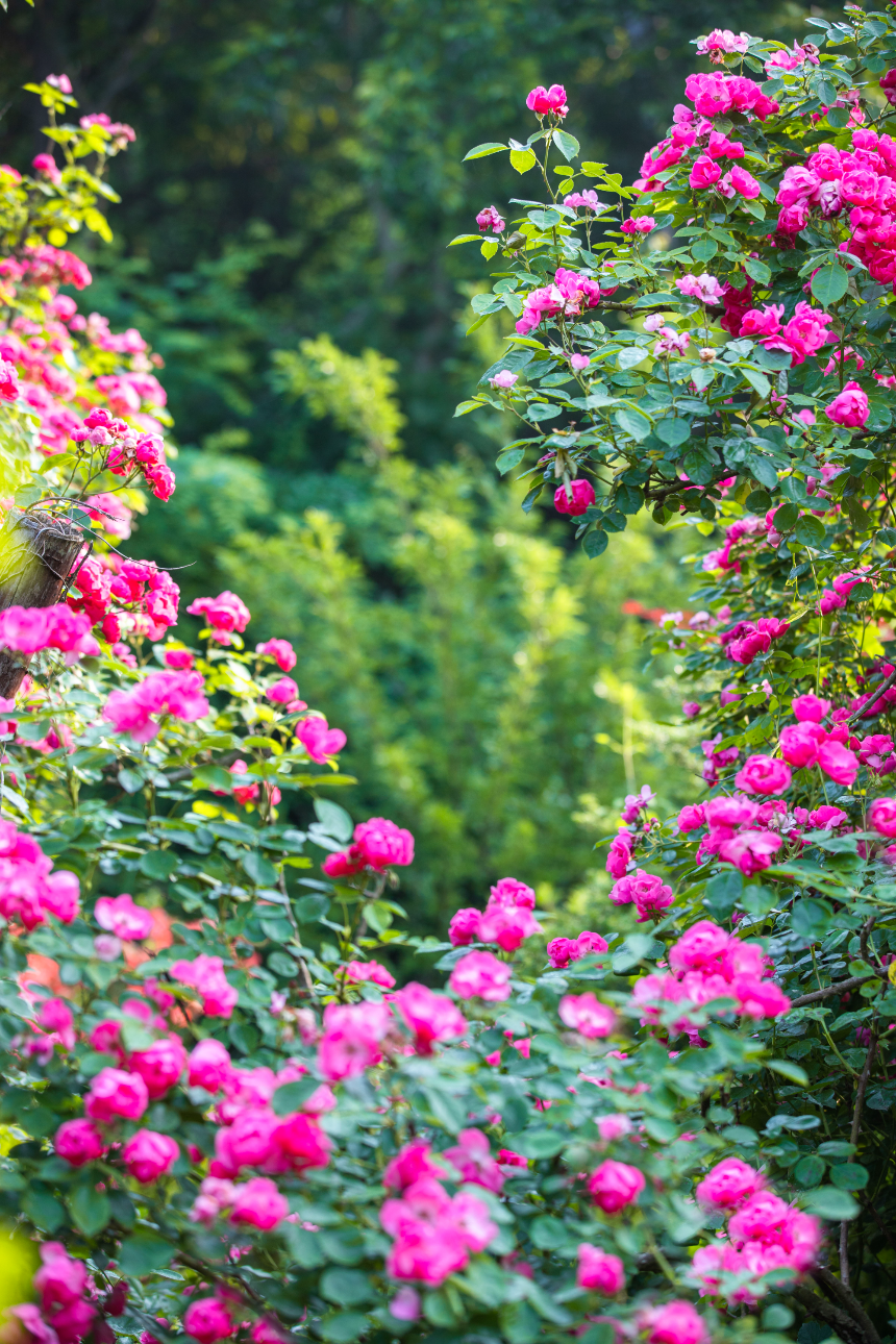 특색있고 아름다운 민간 정원 30선 추천 여행 - 22. 담양 죽화경