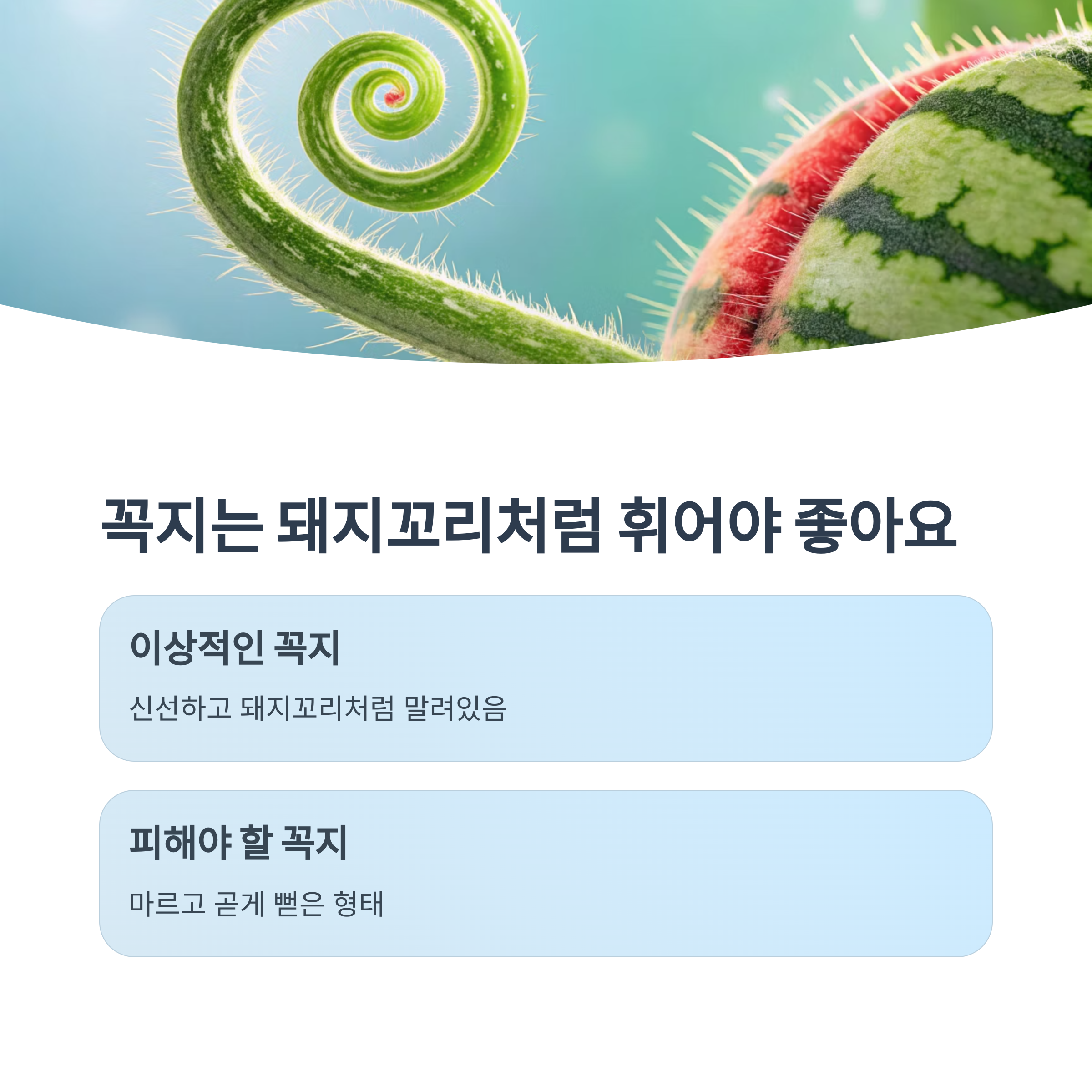 꼭지는 돼지꼬리처럼 휘어야 좋아요