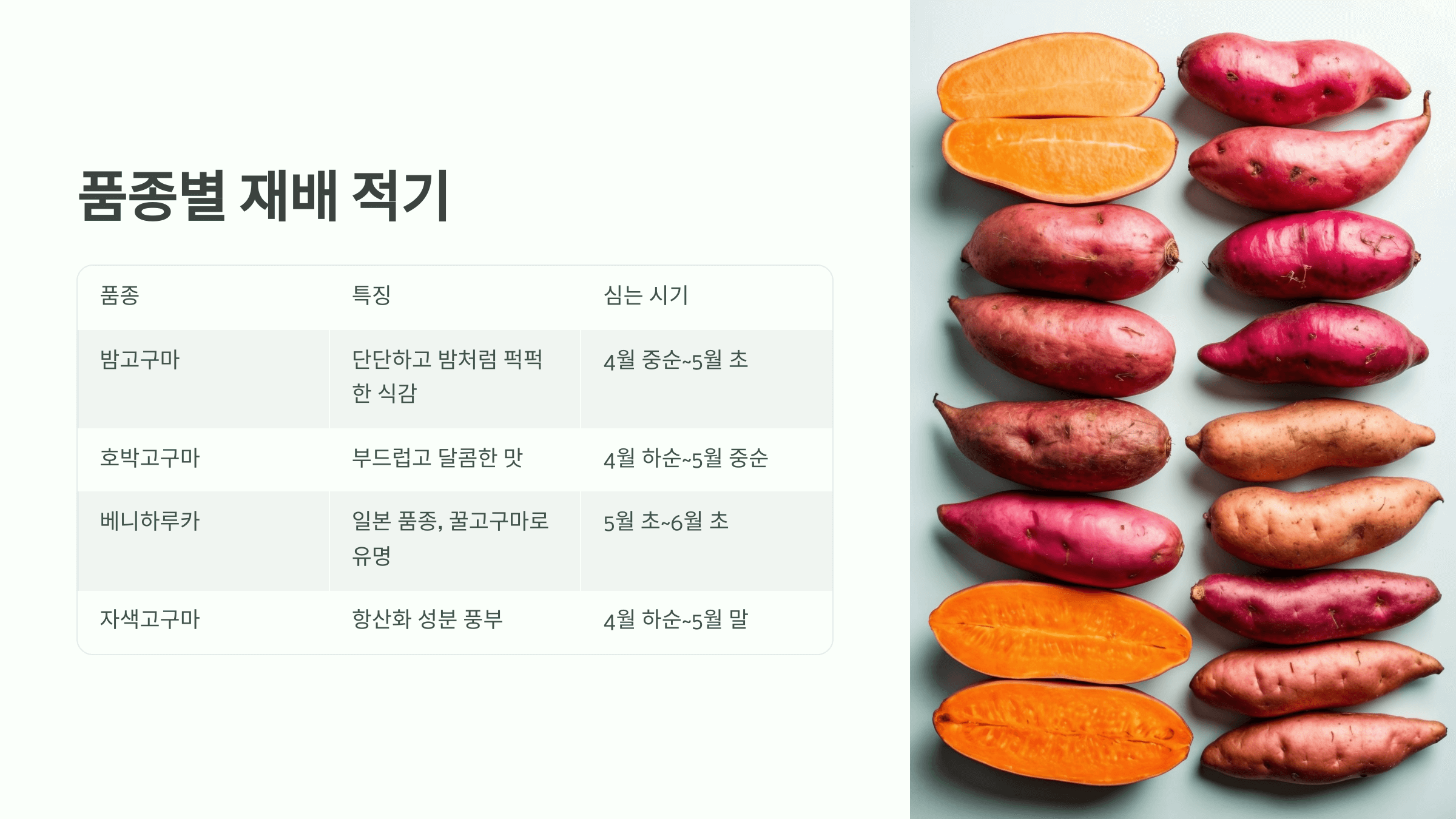 고구마 사진입니다.