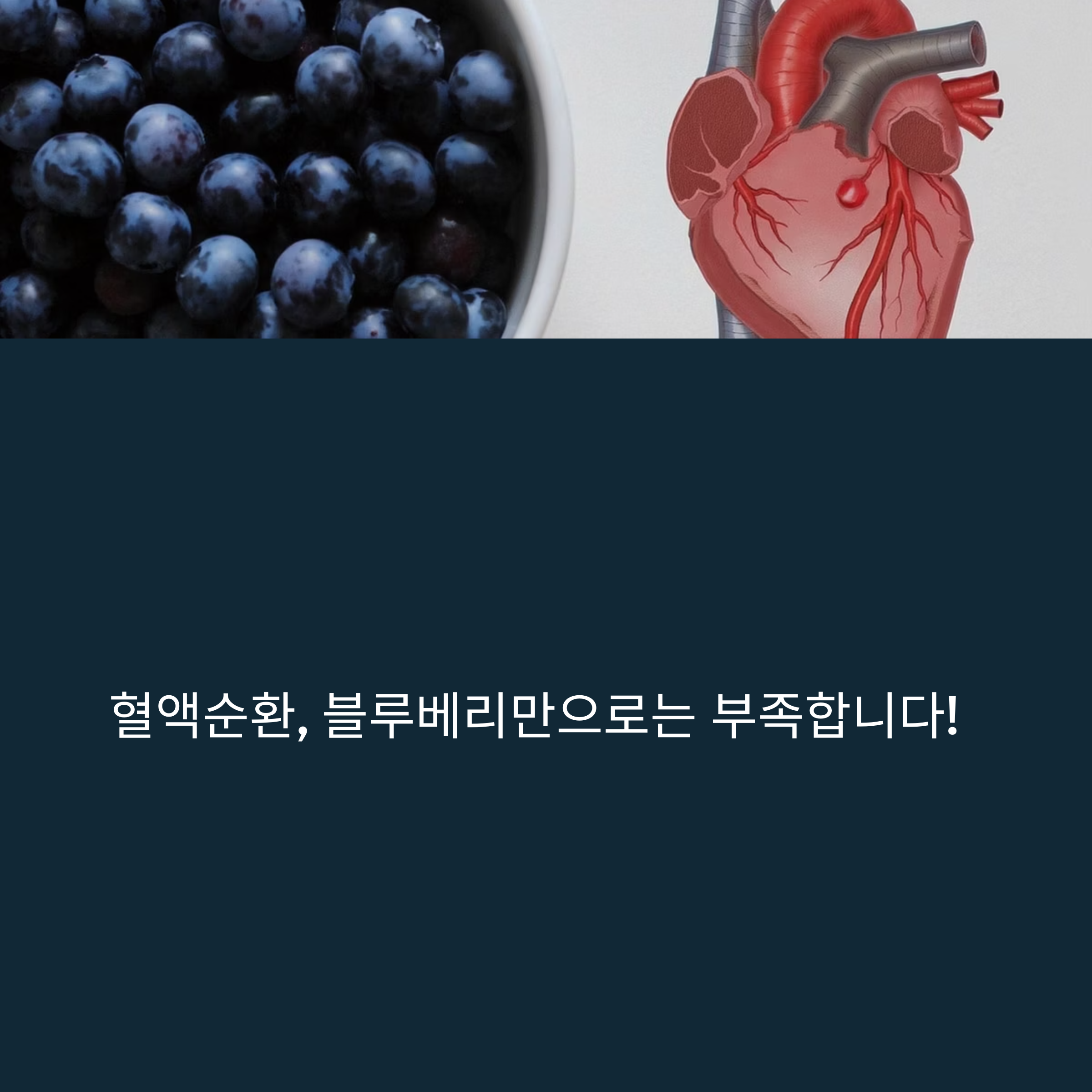 혈액순환, 블루베리만 믿었다간 놓치는 진짜 핵심들