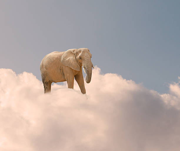 코끼리 꿈 해몽