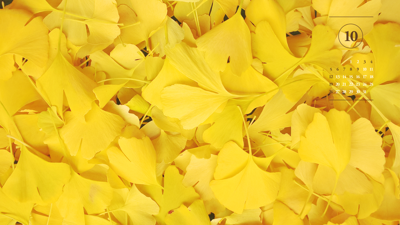 04 은행잎 A - 2025년10월 노트북배경화면