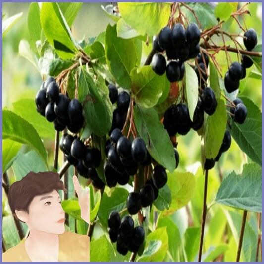 아로니아